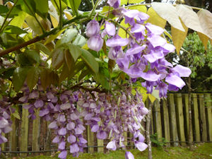 萬葉植物園 藤の種類 詳細情報 Dondonの湯 ほどう